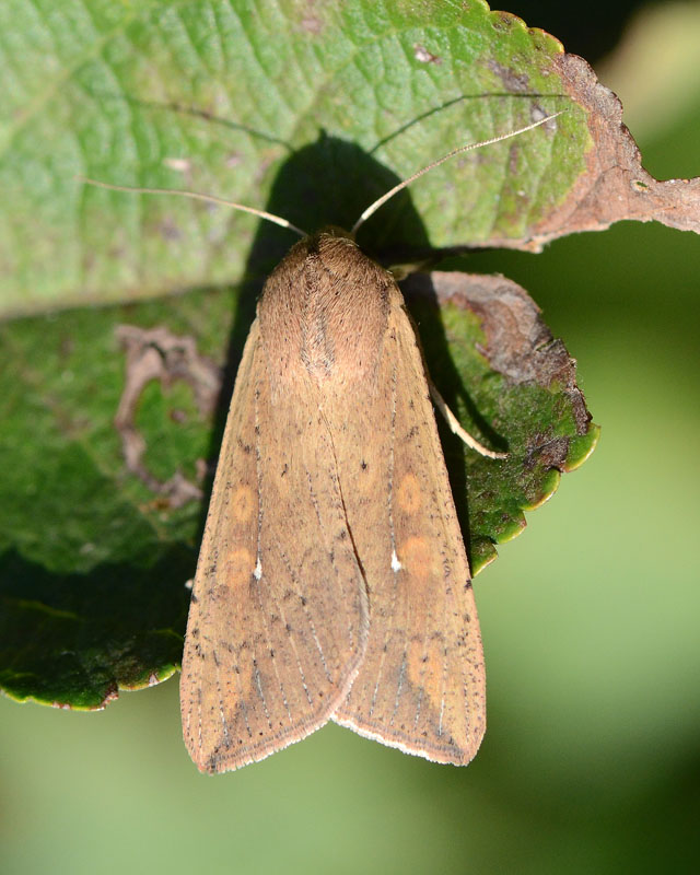 Noctuidae Mythimna (Pseudaletia) unipuncta